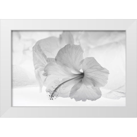 Hibiscus Flower and Tissue Paper with Light White Modern Wood Framed Art Print by Beraldo, Zandina Muench