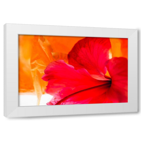 Hibiscus Flower and Tissue Paper with Light White Modern Wood Framed Art Print by Beraldo, Zandina Muench