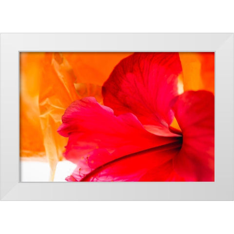 Hibiscus Flower and Tissue Paper with Light White Modern Wood Framed Art Print by Beraldo, Zandina Muench