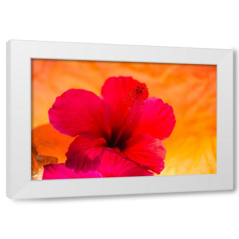 Hibiscus Flower and Tissue Paper with Light White Modern Wood Framed Art Print by Beraldo, Zandina Muench