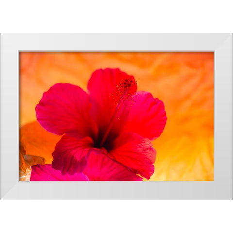 Hibiscus Flower and Tissue Paper with Light White Modern Wood Framed Art Print by Beraldo, Zandina Muench