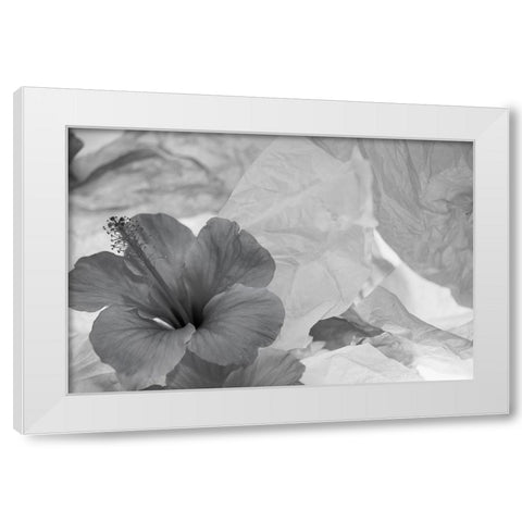Hibiscus Flower and Tissue Paper with Light White Modern Wood Framed Art Print by Beraldo, Zandina Muench
