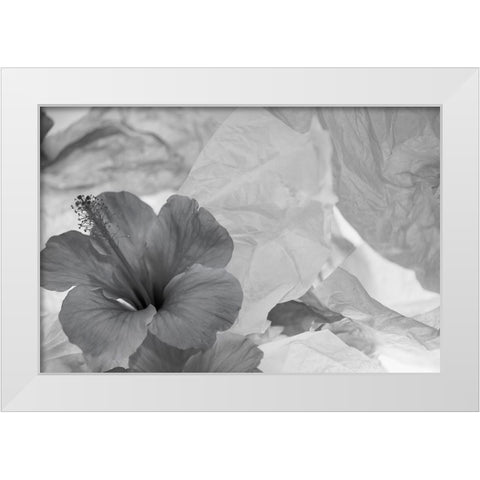 Hibiscus Flower and Tissue Paper with Light White Modern Wood Framed Art Print by Beraldo, Zandina Muench