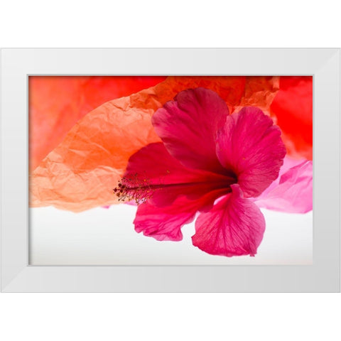 Hibiscus Flower and Tissue Paper with Light White Modern Wood Framed Art Print by Beraldo, Zandina Muench