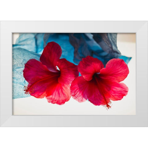 Hibiscus Flower and Tissue Paper with Light White Modern Wood Framed Art Print by Beraldo, Zandina Muench