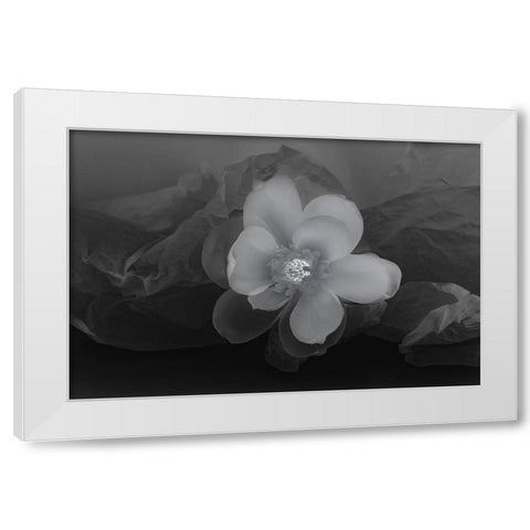 Black and white flower White Modern Wood Framed Art Print by Beraldo, Zandina Muench