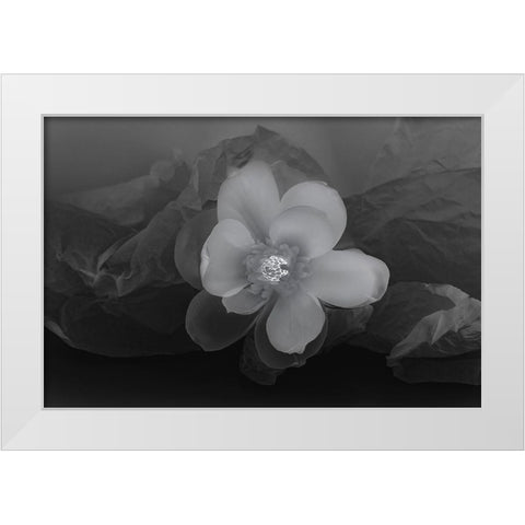 Black and white flower White Modern Wood Framed Art Print by Beraldo, Zandina Muench