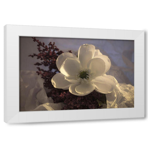 Close-up of flower White Modern Wood Framed Art Print by Beraldo, Zandina Muench