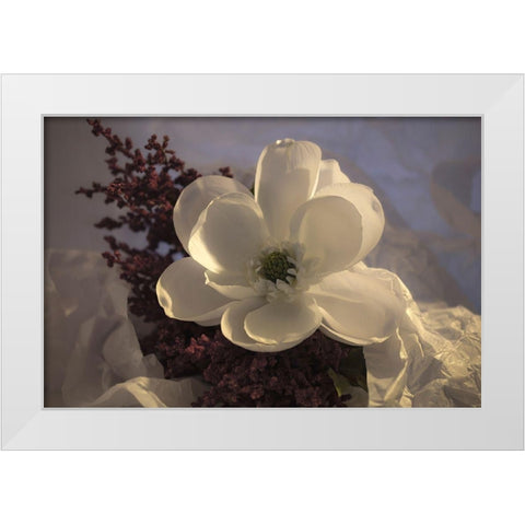 Close-up of flower White Modern Wood Framed Art Print by Beraldo, Zandina Muench