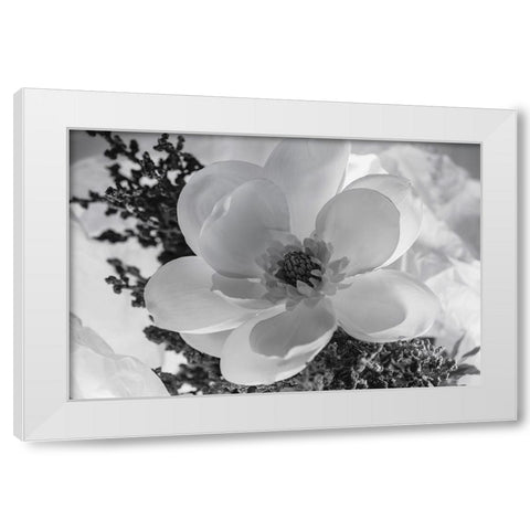 Close-up of flower White Modern Wood Framed Art Print by Beraldo, Zandina Muench
