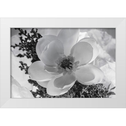Close-up of flower White Modern Wood Framed Art Print by Beraldo, Zandina Muench