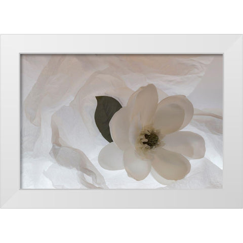 Close-up of flower White Modern Wood Framed Art Print by Beraldo, Zandina Muench