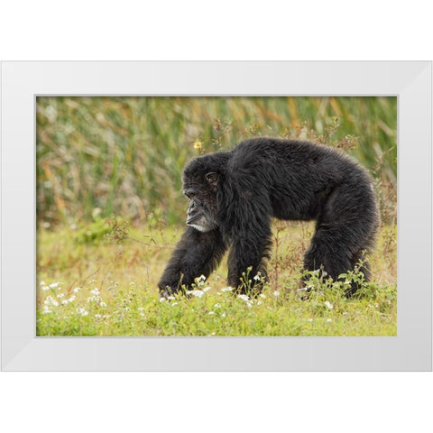 Adult male Chimpanzee-Pan troglodytes White Modern Wood Framed Art Print by Jones, Adam