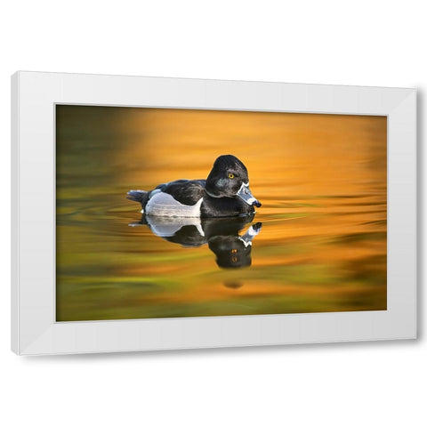 Ring-necked duck White Modern Wood Framed Art Print by Jones, Adam