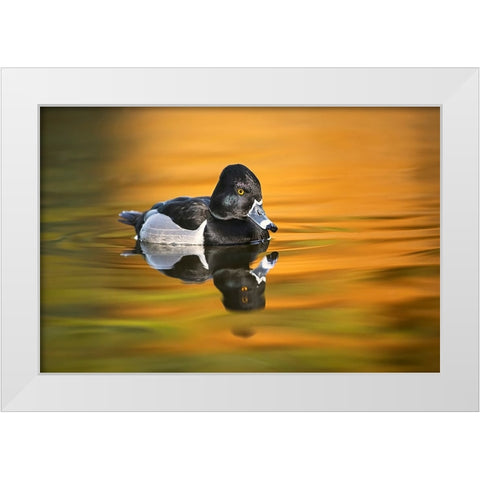 Ring-necked duck White Modern Wood Framed Art Print by Jones, Adam