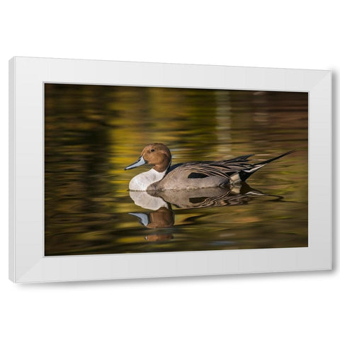 Pintail duck White Modern Wood Framed Art Print by Jones, Adam