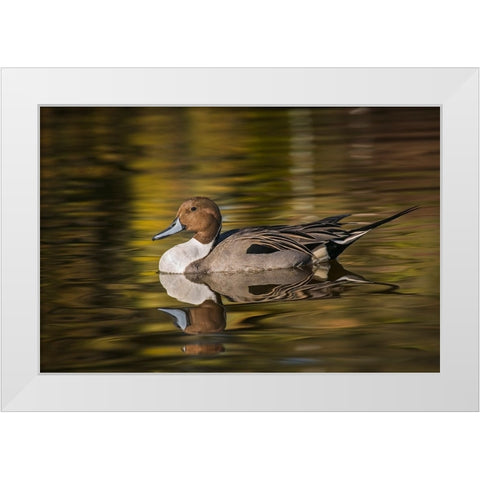 Pintail duck White Modern Wood Framed Art Print by Jones, Adam