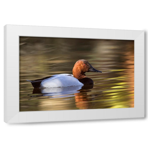 Canvasback duck White Modern Wood Framed Art Print by Jones, Adam