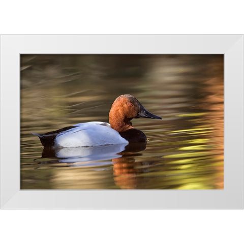 Canvasback duck White Modern Wood Framed Art Print by Jones, Adam