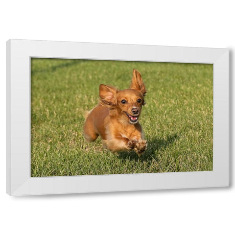 Miniature Dachshund running toward camera White Modern Wood Framed Art Print by Jones, Adam