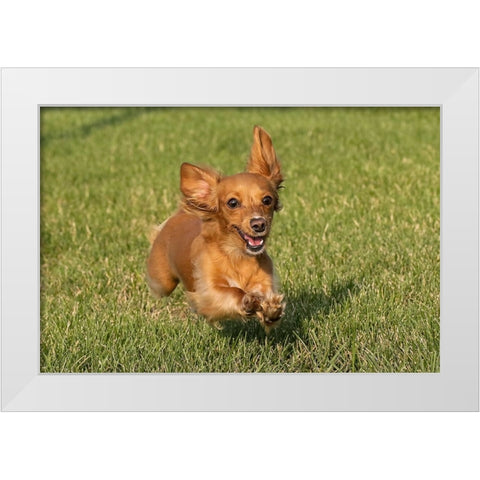 Miniature Dachshund running toward camera White Modern Wood Framed Art Print by Jones, Adam