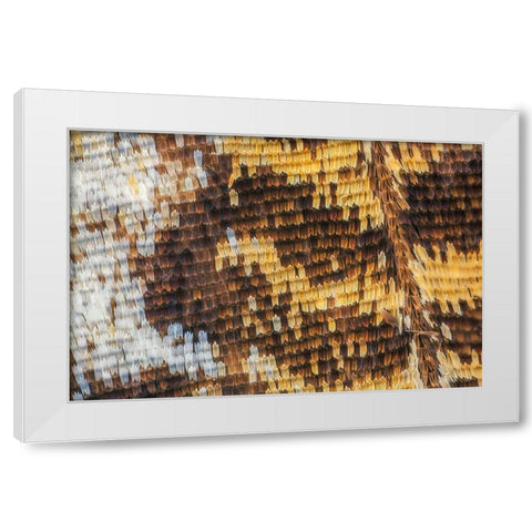 Close-up of butterfly wing scales White Modern Wood Framed Art Print by Jones, Adam