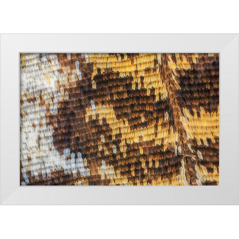 Close-up of butterfly wing scales White Modern Wood Framed Art Print by Jones, Adam
