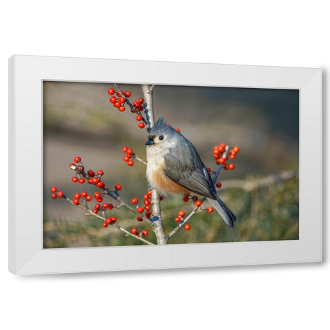 Tufted titmouse among red berries in winter White Modern Wood Framed Art Print by Jones, Adam