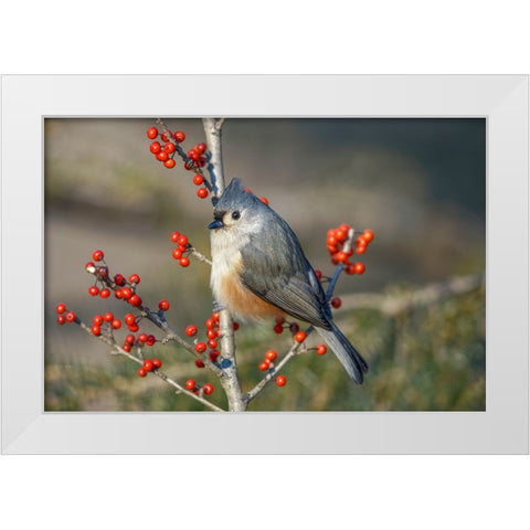 Tufted titmouse among red berries in winter White Modern Wood Framed Art Print by Jones, Adam