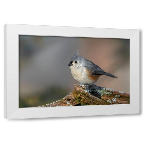 Tufted titmouse in winter White Modern Wood Framed Art Print by Jones, Adam