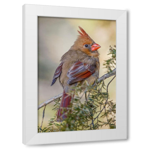 Female northern cardinal in winter White Modern Wood Framed Art Print by Jones, Adam