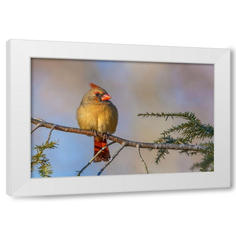 Female northern cardinal in winter White Modern Wood Framed Art Print by Jones, Adam