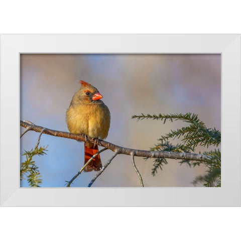 Female northern cardinal in winter White Modern Wood Framed Art Print by Jones, Adam