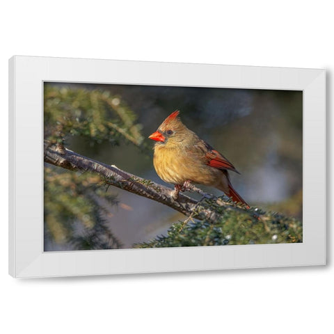 Female northern cardinal in winter White Modern Wood Framed Art Print by Jones, Adam