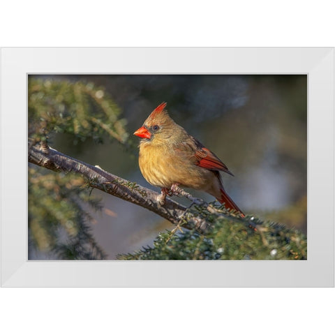 Female northern cardinal in winter White Modern Wood Framed Art Print by Jones, Adam