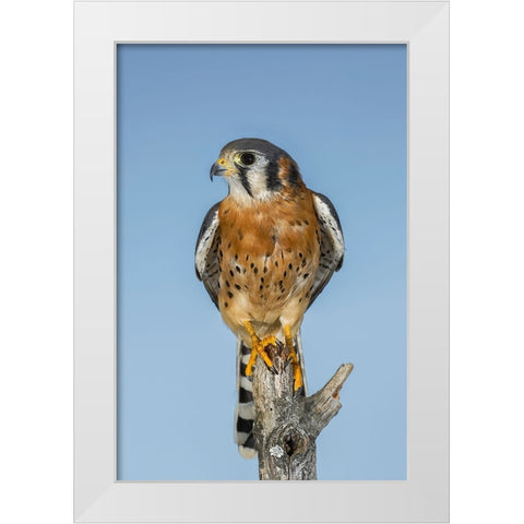 Male American Kestrel White Modern Wood Framed Art Print by Jones, Adam