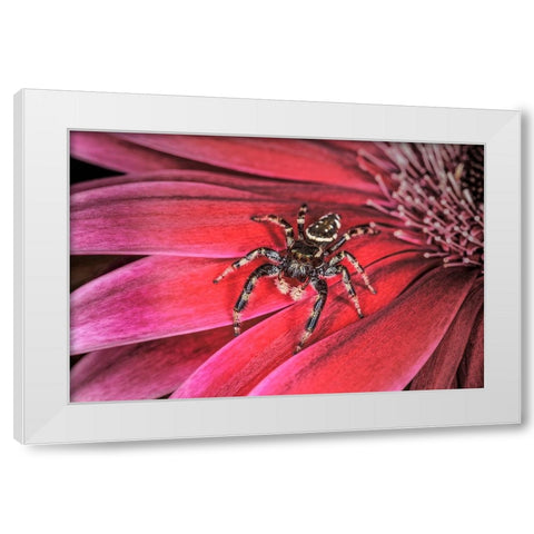 Bold Jumping spider White Modern Wood Framed Art Print by Jones, Adam