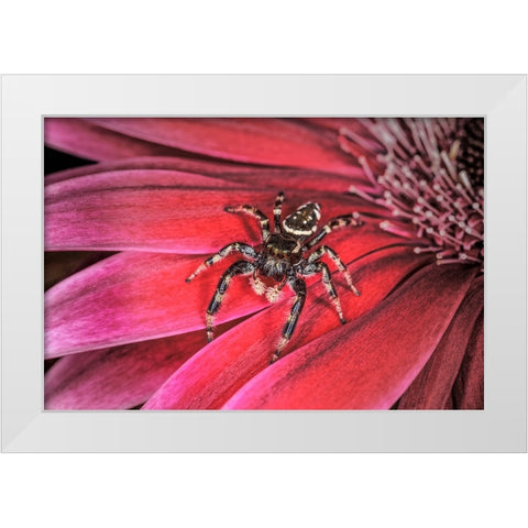 Bold Jumping spider White Modern Wood Framed Art Print by Jones, Adam
