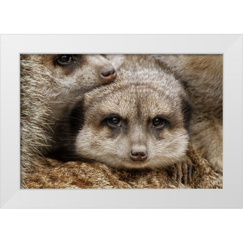 Meerkat family sleeping together White Modern Wood Framed Art Print by Jones, Adam