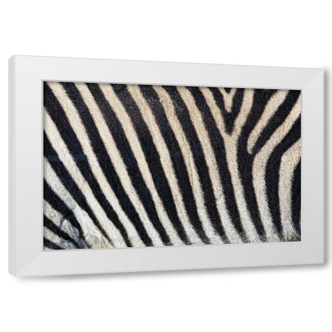 Burchells zebra pattern of black and white stripes White Modern Wood Framed Art Print by Jones, Adam