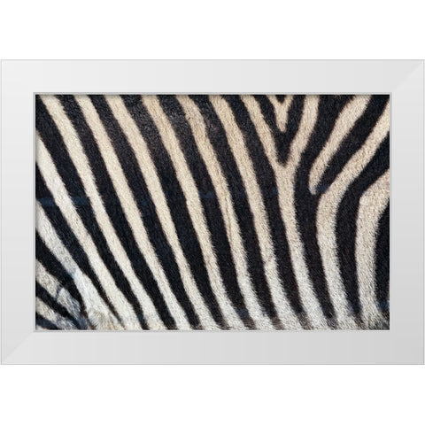 Burchells zebra pattern of black and white stripes White Modern Wood Framed Art Print by Jones, Adam