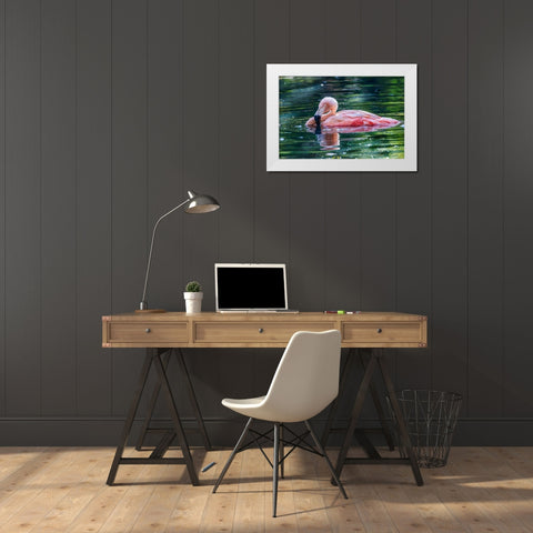 Chilean flamingo swimming White Modern Wood Framed Art Print by Jones, Adam