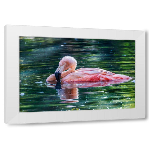 Chilean flamingo swimming White Modern Wood Framed Art Print by Jones, Adam
