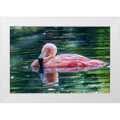 Chilean flamingo swimming White Modern Wood Framed Art Print by Jones, Adam