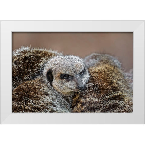 Meerkat family sleeping together White Modern Wood Framed Art Print by Jones, Adam
