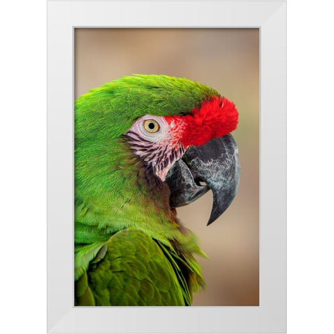 Great green macaw-native to South America White Modern Wood Framed Art Print by Jones, Adam