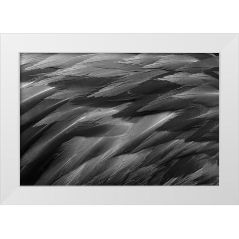 Black and white of pattern in American flamingo feathers White Modern Wood Framed Art Print by Jones, Adam