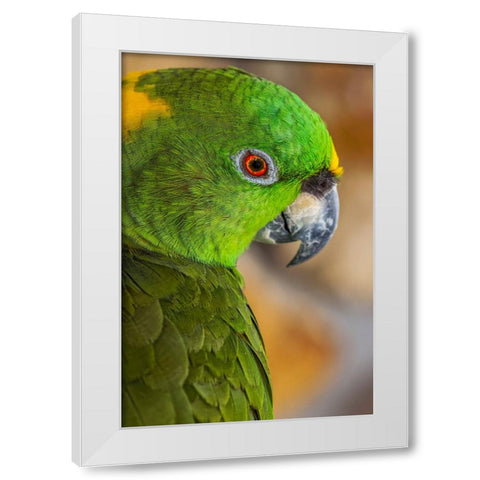 Yellow-napped Amazon parrot portrait White Modern Wood Framed Art Print by Jones, Adam