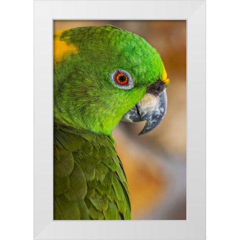 Yellow-napped Amazon parrot portrait White Modern Wood Framed Art Print by Jones, Adam