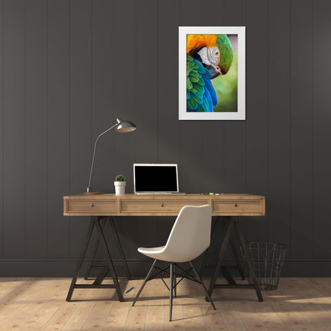 Blue and gold macaw White Modern Wood Framed Art Print by Jones, Adam